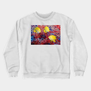 Golden damselfish (Z605/0772) Crewneck Sweatshirt